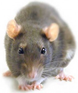Ratas y ratones: enfermedades transmitidas
